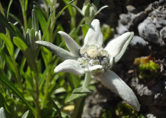 Vandrerhjem Lehmann'S Herberge Hostel *